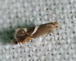 Attēlu rezultāti vaicājumam “Glyphipterigidae”