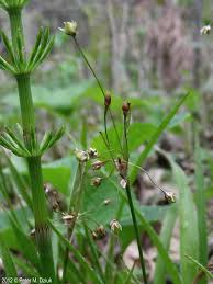Attēlu rezultāti vaicājumam “Luzula pilosa flower”