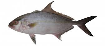 Image result for Seriola dumerili