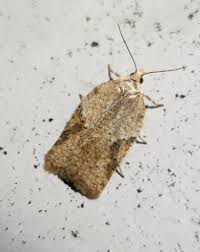 Attēlu rezultāti vaicājumam “Acleris aspersana”