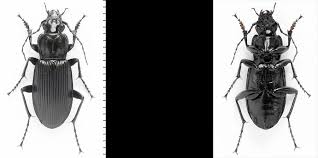 Attēlu rezultāti vaicājumam “Pterostichus niger”