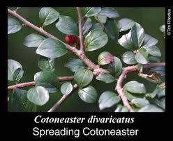 Attēlu rezultāti vaicājumam “Cotoneaster divaricatus”