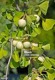 Attēlu rezultāti vaicājumam “Ginkgo biloba fruit”