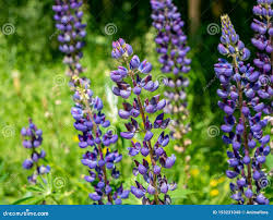 Image result for Lupinus polyphyllus Lindl.