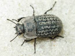 Attēlu rezultāti vaicājumam “Opatrum sabulosum”