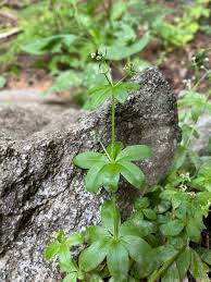 Attēlu rezultāti vaicājumam “Galium aparine leaf”
