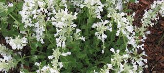 Attēlu rezultāti vaicājumam “Nepeta x faassenii flower”