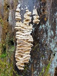 Attēlu rezultāti vaicājumam “Antrodia serialis”