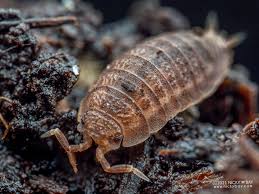 Attēlu rezultāti vaicājumam “Nardia geoscyphus”