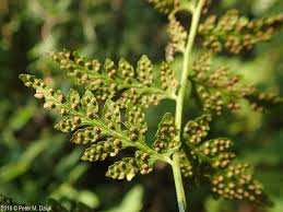 Attēlu rezultāti vaicājumam “Comatricha fragilis stalked”