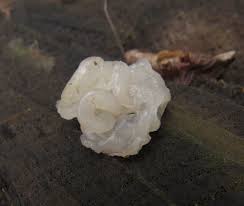 Attēlu rezultāti vaicājumam “Exidia thuretiana”