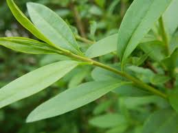 Attēlu rezultāti vaicājumam “Ligustrum vulgare”