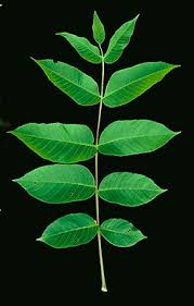 Attēlu rezultāti vaicājumam “Juglans cinerea flower”