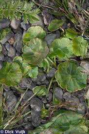 Attēlu rezultāti vaicājumam “Hydrocotyle vulgaris leaf”