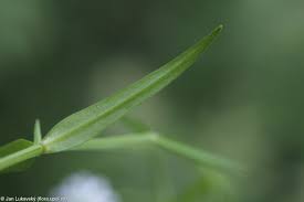 Attēlu rezultāti vaicājumam “Stellaria palustris”