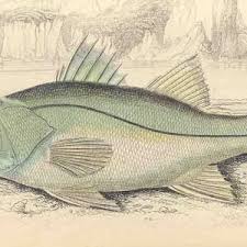 Image result for Centropomus parallelus