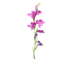 Attēlu rezultāti vaicājumam “Gladiolus imbricatus flower”