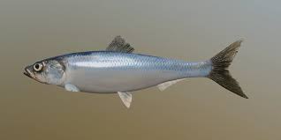 Image result for Clupea harengus