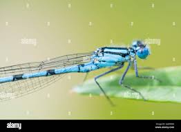 Attēlu rezultāti vaicājumam “Enallagma cyathigerum male”