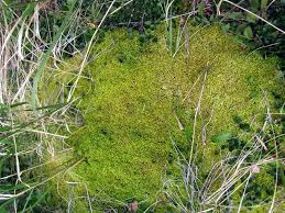 Attēlu rezultāti vaicājumam “Sphagnum russowii”