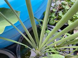 Attēlu rezultāti vaicājumam “Typha latifolia”
