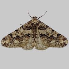 Attēlu rezultāti vaicājumam “Agriopis leucophaearia”