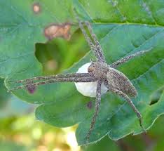 Attēlu rezultāti vaicājumam “Pisauridae”