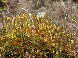 Attēlu rezultāti vaicājumam “Polytrichum strictum”