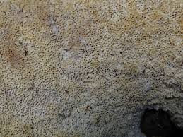 Attēlu rezultāti vaicājumam “Perenniporia medulla-panis”