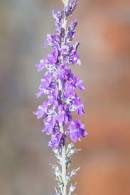 Image result for Linaria purpurea