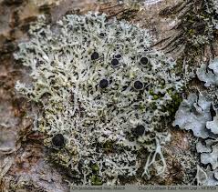 Attēlu rezultāti vaicājumam “Physcia tenella”