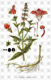 Attēlu rezultāti vaicājumam “Stachys palustris fruit”