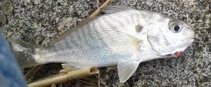 Image result for Leiostomus xanthurus