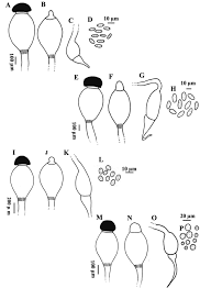 Attēlu rezultāti vaicājumam “Pilobolus crystallinus”