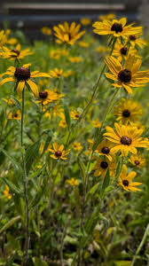 Attēlu rezultāti vaicājumam “Rudbeckia hirta var. hirta”