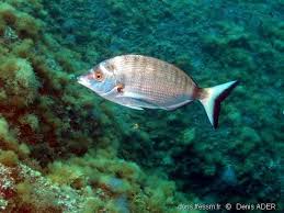Image result for Diplodus puntazzo