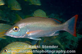 Image result for Lutjanus mahogoni