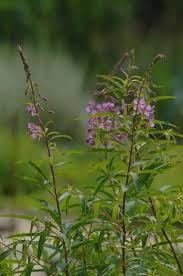 Attēlu rezultāti vaicājumam “Epilobium angustifolium flower”