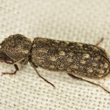 Attēlu rezultāti vaicājumam “Scardia boletella exuvia”