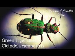 Attēlu rezultāti vaicājumam “Cicindela campestris”