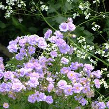 Image result for Geranium `Summer Skies`