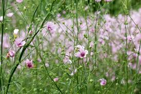 Image result for Alcea (althaea) rosea