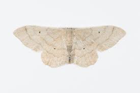 Attēlu rezultāti vaicājumam “Idaea straminata”