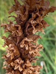 Attēlu rezultāti vaicājumam “Orobanche elatior”