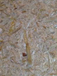 Attēlu rezultāti vaicājumam “Oecetis ochracea”