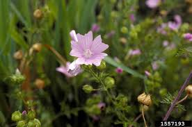 Attēlu rezultāti vaicājumam “Malva moschata bud”
