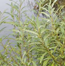 Attēlu rezultāti vaicājumam “Salix”