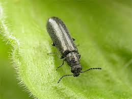 Attēlu rezultāti vaicājumam “Dasytidae”