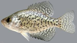Image result for Pomoxis nigromaculatus
