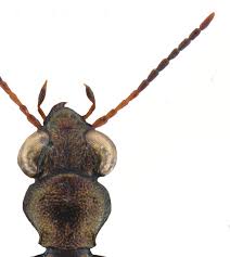 Attēlu rezultāti vaicājumam “Asaphidion pallipes”